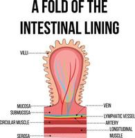 diagrama que muestra el pliegue del revestimiento intestinal vector