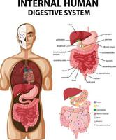 Diagram showing internal human digestive system