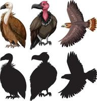 Vulture and eagle with silhouette vector