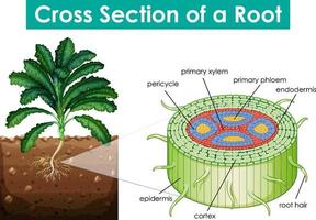 Diagram showing cross section of a root vector