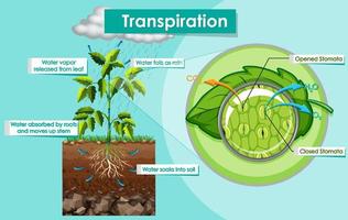 diagrama que muestra la planta de transpiración vector