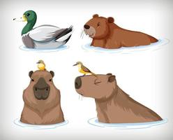 Set of different capybara in cartoon style vector