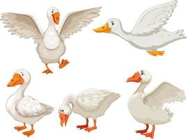 Set of different ducks in cartoon style vector