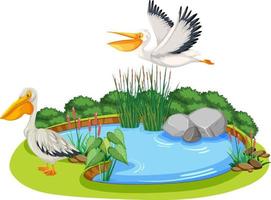 Australian pelicans with nature pond vector