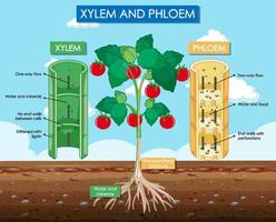 diagrama que muestra la planta de xilema y floema vector
