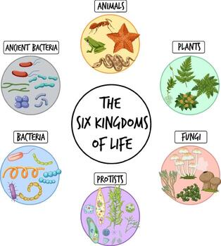 The six kingdoms of life vector