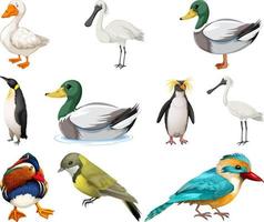 diferentes tipos de colección de aves vector