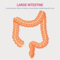 Gastrointestinal tract. Large intestine, guts isolated on white background. Digestive tract. Colon, bowel. Medicine, biology concept. Vector cartoon design