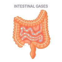 intestinos, tripas con burbujas aisladas en el fondo. sistema digestivo, tracto con gas intestinal. hinchazón, gastritis. problema digestivo medicina, concepto de biología. colon, diseño plano del vector intestinal