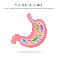 Stomach flora. Digestive system, tract with bacteria, virus, microorganisms, probiotics isolated on white background. Internal human organs. Medical, biology concept. Vector flat design