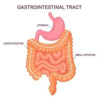 Gastrointestinal tract. Intestines, guts, stomach isolated on white background. Digestive tract. Colon, bowel. Medicine, biology concept. Vector cartoon design