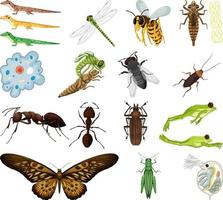 Different kinds of insects and animals on white background vector