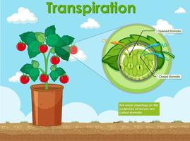 diagrama que muestra la transpiración en la planta vector