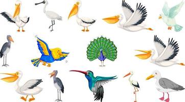 diferentes tipos de colección de aves vector