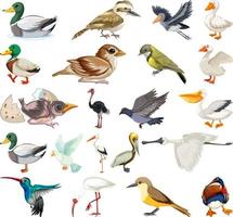 diferentes tipos de colección de aves vector