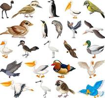 diferentes tipos de colección de aves vector