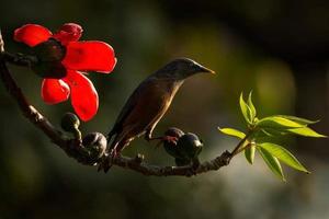 Chestnut tailed starling sitting on the branch in the forest photo