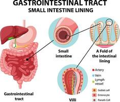 Diagram showing gastrointestinal tract vector