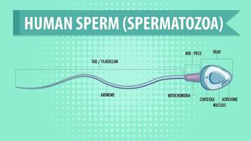 diagrama que muestra los espermatozoides de esperma humano vector