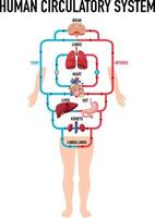 Diagram showing human circulatory system vector