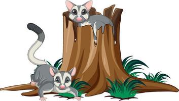 Two sugar gliders in the park vector