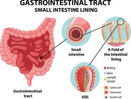 Diagram showing gastrointestinal tract small intestine lining vector