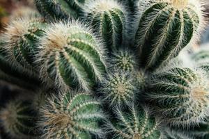 Cactus in a small farm at home photo