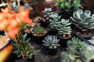 cactus en una pequeña granja en casa foto