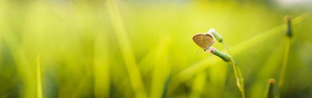 Green grass garden in spring photo