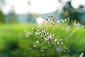 Green grass garden in spring photo