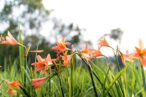 flowers in the spring and grass background photo