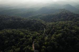 bosque tropical de alto ángulo y camino hacia el bosque foto