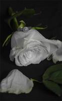 Wedding rings and roses photo