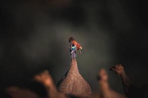 Helmeted Guinea fowl photo