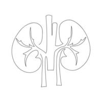 Kidneys human organ drawn by one line. Anatomical sketch. Continuous line drawing art. Simple vector illustration.