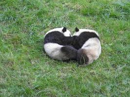 lyingled pandas playing on the lawn photo