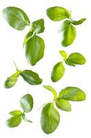 Green fresh basil leaves isolated on white background, levitating basil leaves photo