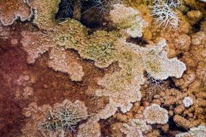 Mammoth Hot Springs photo