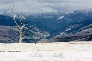 Dead tree at Mammoth Hot Springs photo