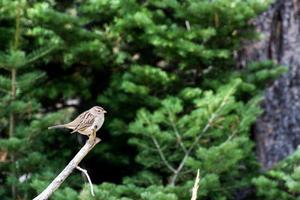 Immature White crowned Sparrow in Yellowstone photo