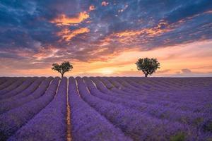 impresionante paisaje con campo de lavanda al atardecer, cielo espectacular sobre interminables líneas de flores. flores de la naturaleza, asombroso paisaje escénico, fondo de dos árboles foto