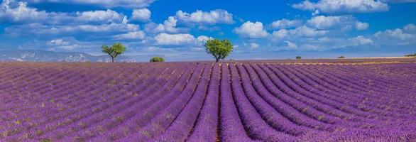 Panoramic view of French lavender field. Bright blue sky violet lavender field and trees in Provence, France, Valensole. Summer nature landscape, amazing nature photo