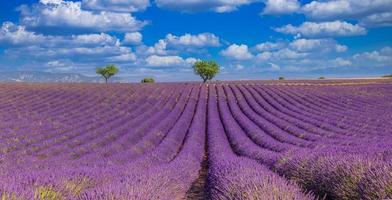 Panoramic view of French lavender field. Bright blue sky violet lavender field and trees in Provence, France, Valensole. Summer nature landscape, amazing nature photo