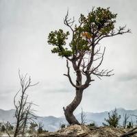 árbol que se aferra a la vida en mammoth hot springs foto