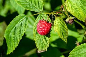 Photography for whole ripe berry red raspberry photo