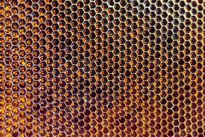 Honeycomb from bee hive filled with golden honey photo