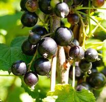 Photography on theme beautiful bush berry black currant photo