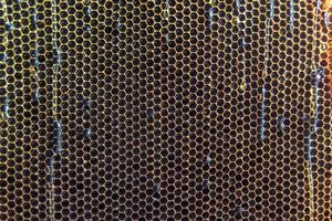 Honeycomb from bee hive filled with golden honey photo