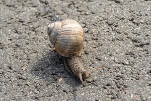 Big garden snail in shell crawling on wet road photo