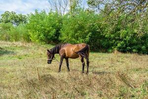 Hermoso semental de caballo marrón salvaje en la pradera de flores de verano foto